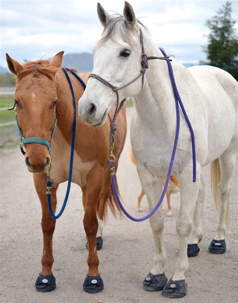 cavallo pony boots.